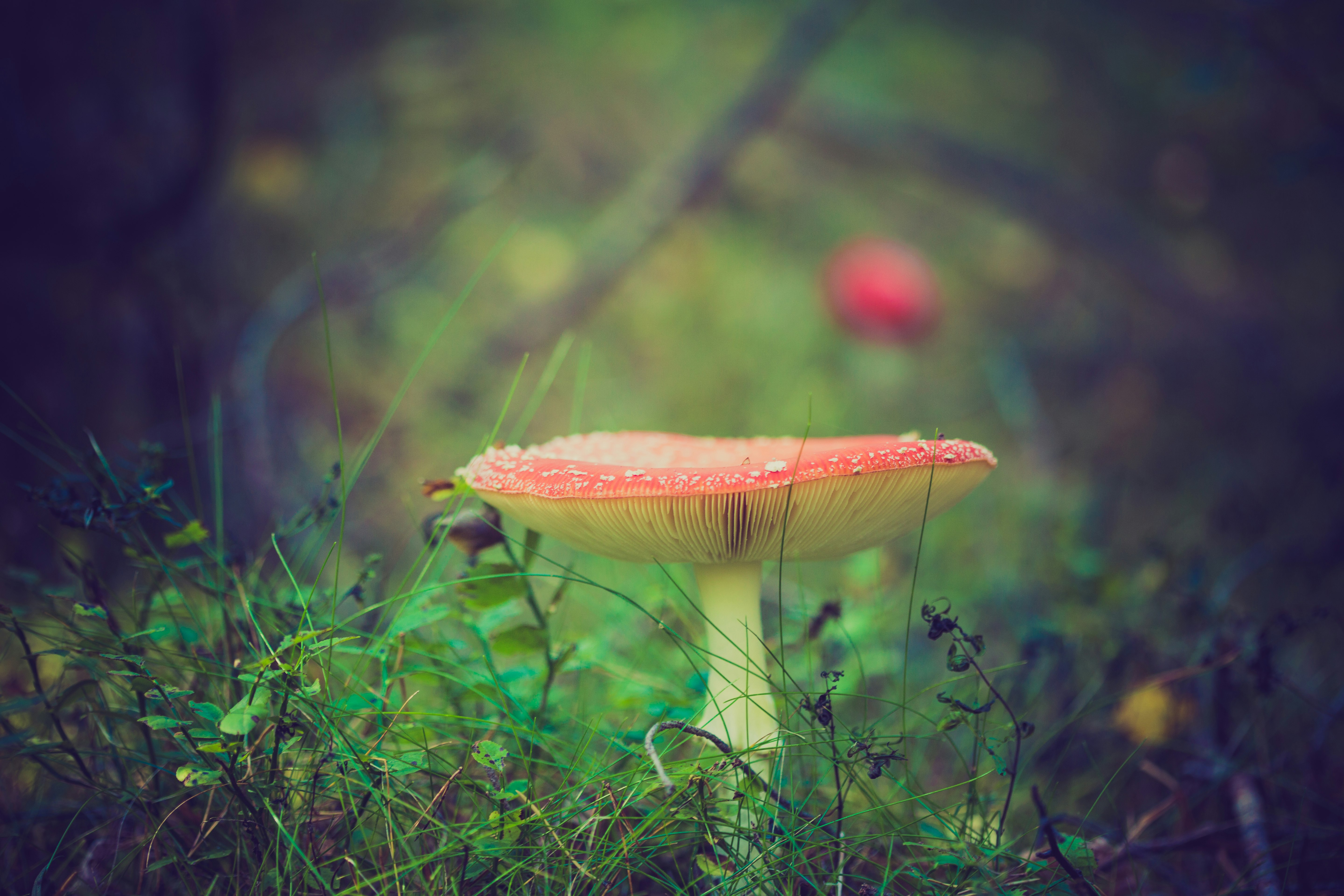 red and yellow mushroom macro photography